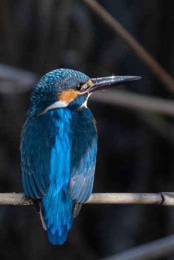 Common Kingfisher 京都府木津川市 Fri, 1/8/2021