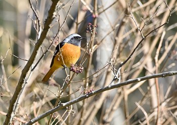 ジョウビタキ こども自然公園 (大池公園/横浜市) 2021年1月8日(金)