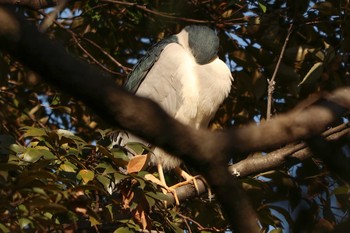 2021年1月3日(日) 三ツ池公園(横浜市鶴見区)の野鳥観察記録