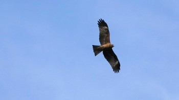 2020年12月19日(土) 新高島水際線公園・臨港パークの野鳥観察記録