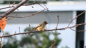 ジョウビタキ 新高島水際線公園・臨港パーク 2020年12月19日(土)