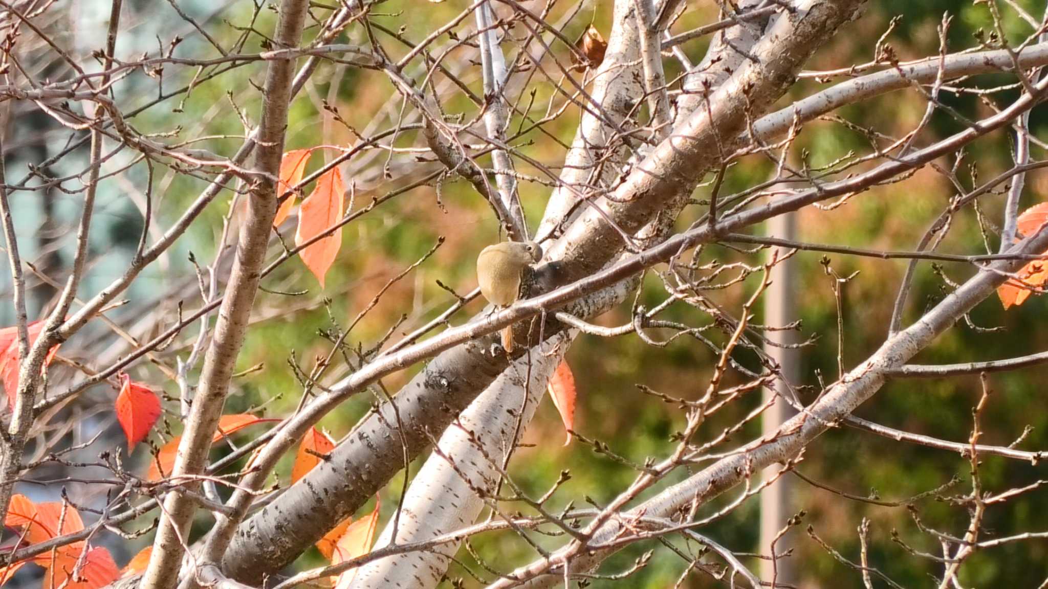 Daurian Redstart