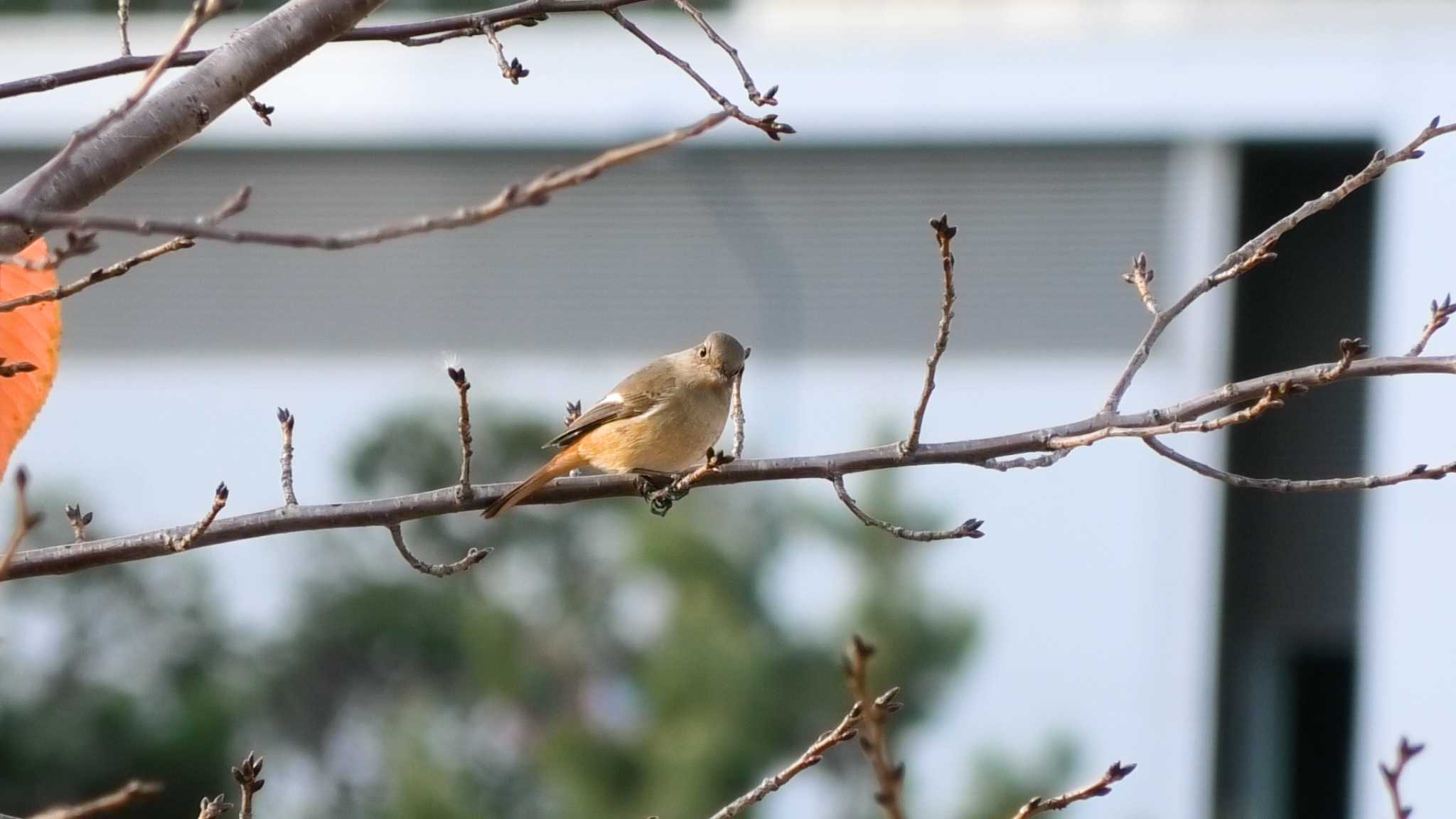 Photo of Daurian Redstart at 新高島水際線公園・臨港パーク by TA