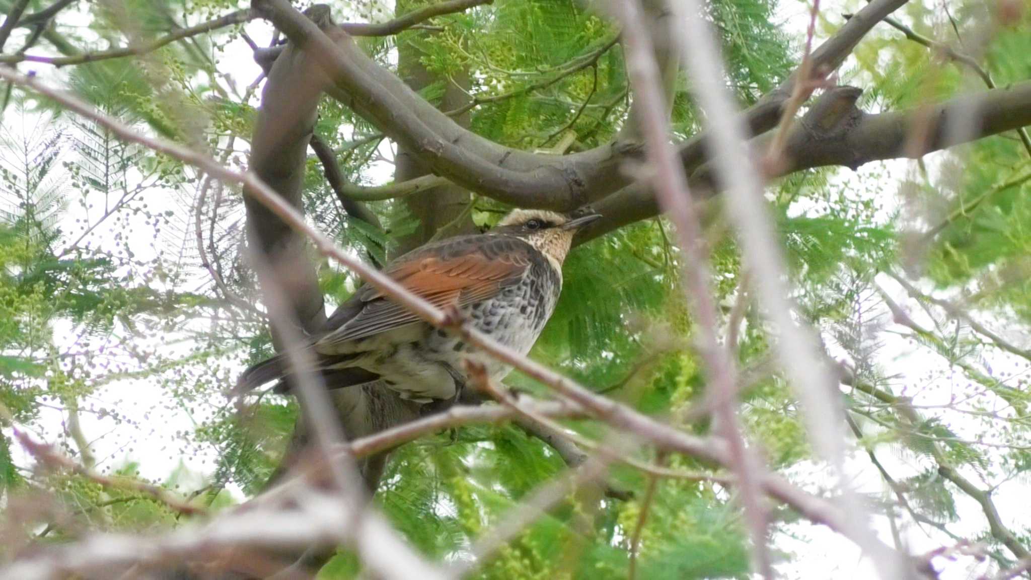 Dusky Thrush