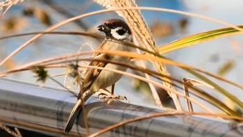 スズメ 新高島水際線公園・臨港パーク 2020年12月19日(土)