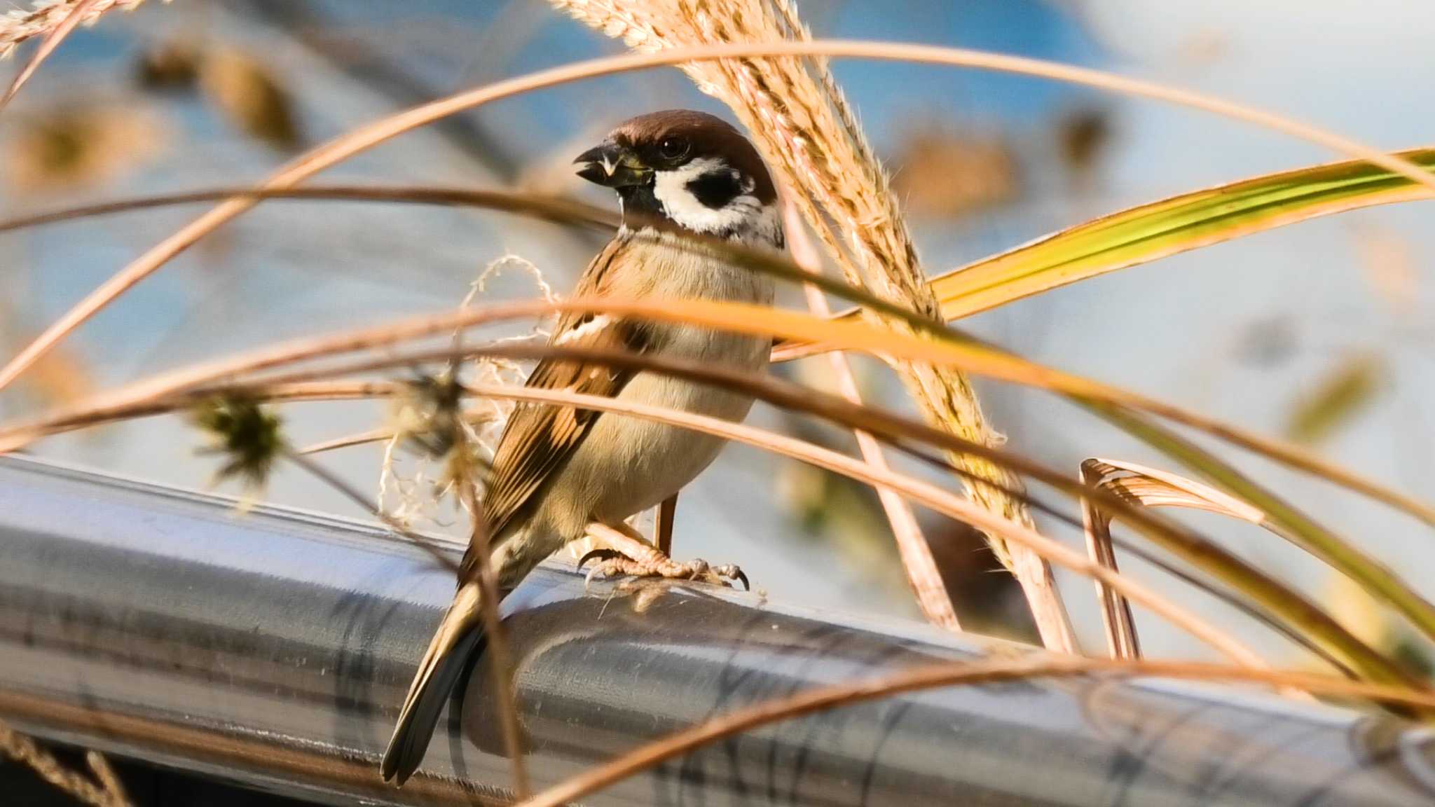 Photo of Eurasian Tree Sparrow at 新高島水際線公園・臨港パーク by TA