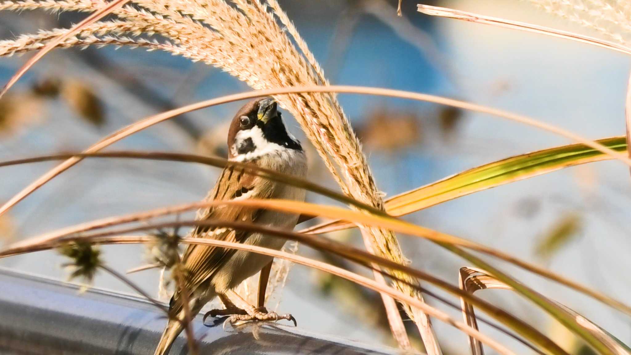 Photo of Eurasian Tree Sparrow at 新高島水際線公園・臨港パーク by TA