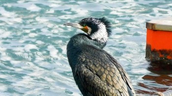 カワウ 新高島水際線公園・臨港パーク 2020年12月19日(土)