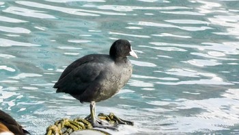 オオバン 新高島水際線公園・臨港パーク 2020年12月19日(土)