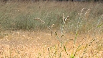 ウグイス 新高島水際線公園・臨港パーク 2020年12月19日(土)