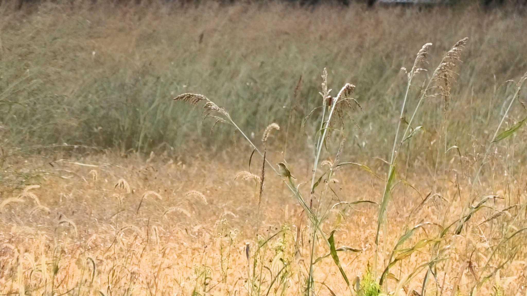 Japanese Bush Warbler