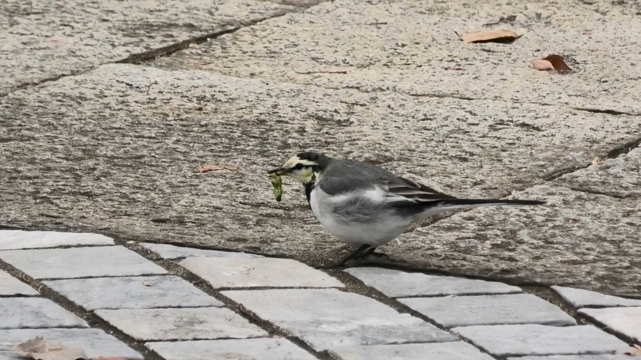 White Wagtail