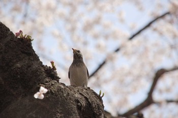 ムクドリ 谷中霊園 2006年4月28日(金)