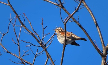 Dusky Thrush Asahiyama Memorial Park Fri, 1/8/2021