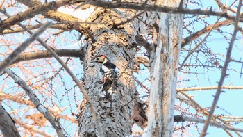 Great Spotted Woodpecker Asahiyama Memorial Park Fri, 1/8/2021