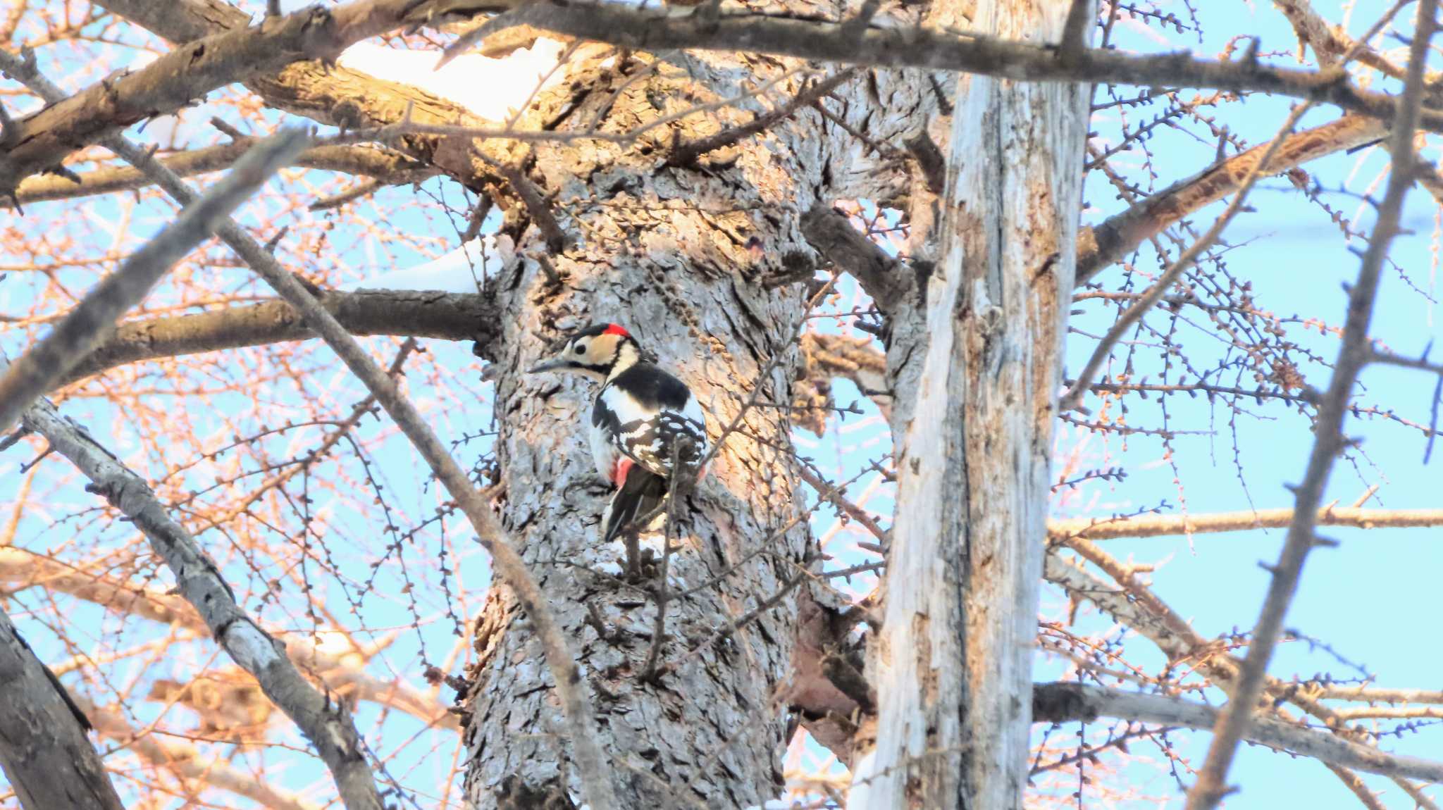 Photo of Great Spotted Woodpecker at Asahiyama Memorial Park by くまちん