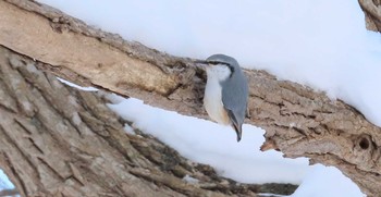 Eurasian Nuthatch Makomanai Park Fri, 1/8/2021