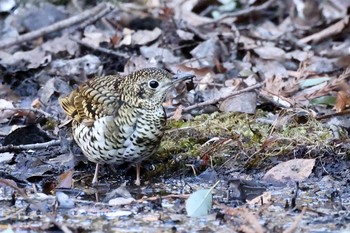 White's Thrush 熊谷市 Mon, 1/4/2021