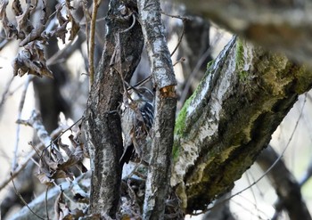 Japanese Pygmy Woodpecker Yatoyama Park Fri, 1/8/2021