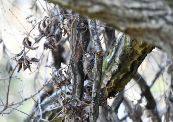 Japanese Pygmy Woodpecker Yatoyama Park Fri, 1/8/2021