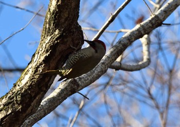 Japanese Green Woodpecker Yatoyama Park Fri, 1/8/2021