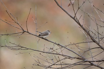 2020年12月26日(土) 奈良県の野鳥観察記録