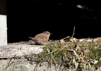 Eurasian Wren Yatoyama Park Fri, 1/8/2021