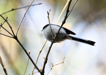 Long-tailed Tit Yatoyama Park Fri, 1/8/2021