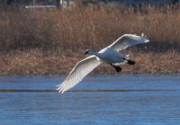 アメリカコハクチョウ 多々良沼 2021年1月1日(金)