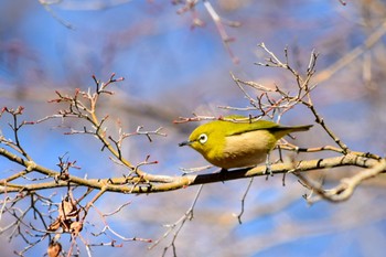 メジロ 秩父ミューズパーク 2021年1月3日(日)