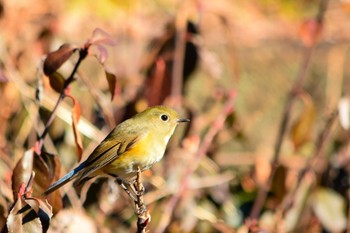 2021年1月3日(日) 秩父ミューズパークの野鳥観察記録