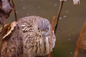 ゴイサギ 薬師池公園 2016年12月4日(日)