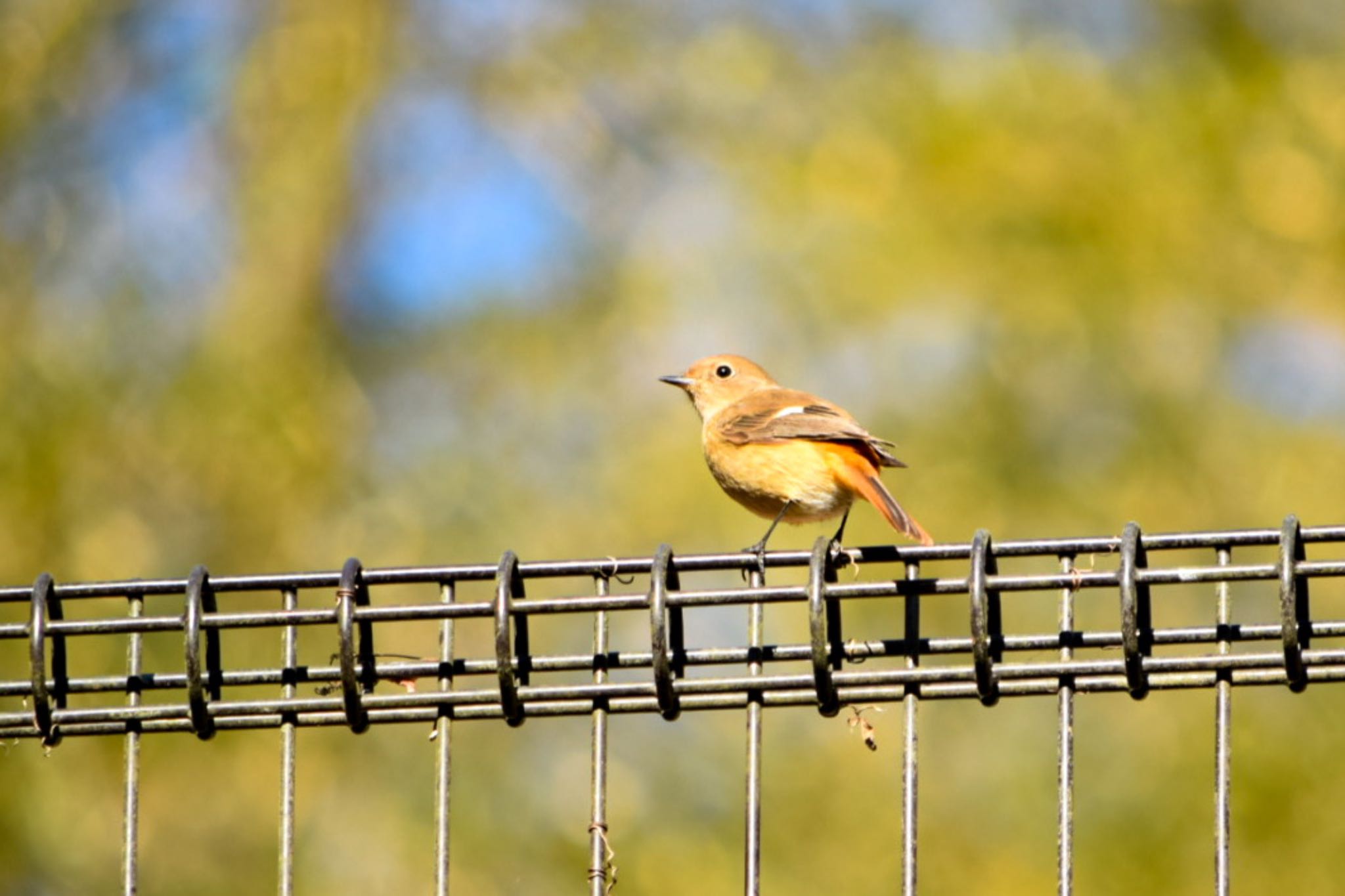 Photo of Daurian Redstart at 秩父ミューズパーク by naturedrop