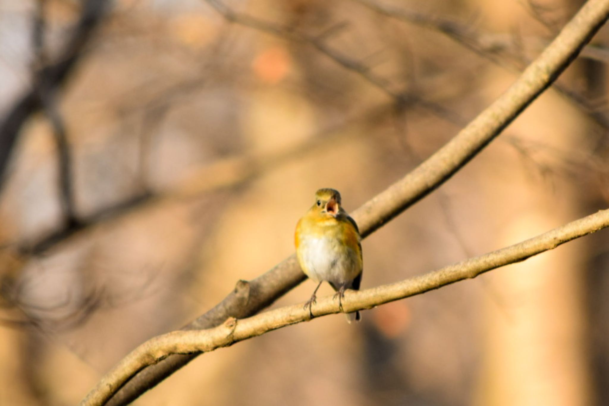 Photo of Red-flanked Bluetail at 秩父ミューズパーク by naturedrop