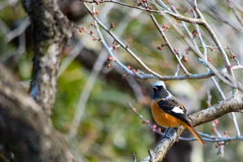 2021年1月2日(土) 羊山公園の野鳥観察記録