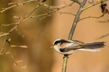 エナガ 羊山公園 2021年1月2日(土)