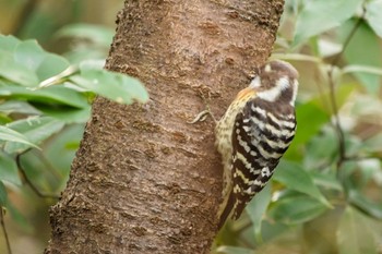 Japanese Pygmy Woodpecker オオタカの森 Wed, 12/30/2020