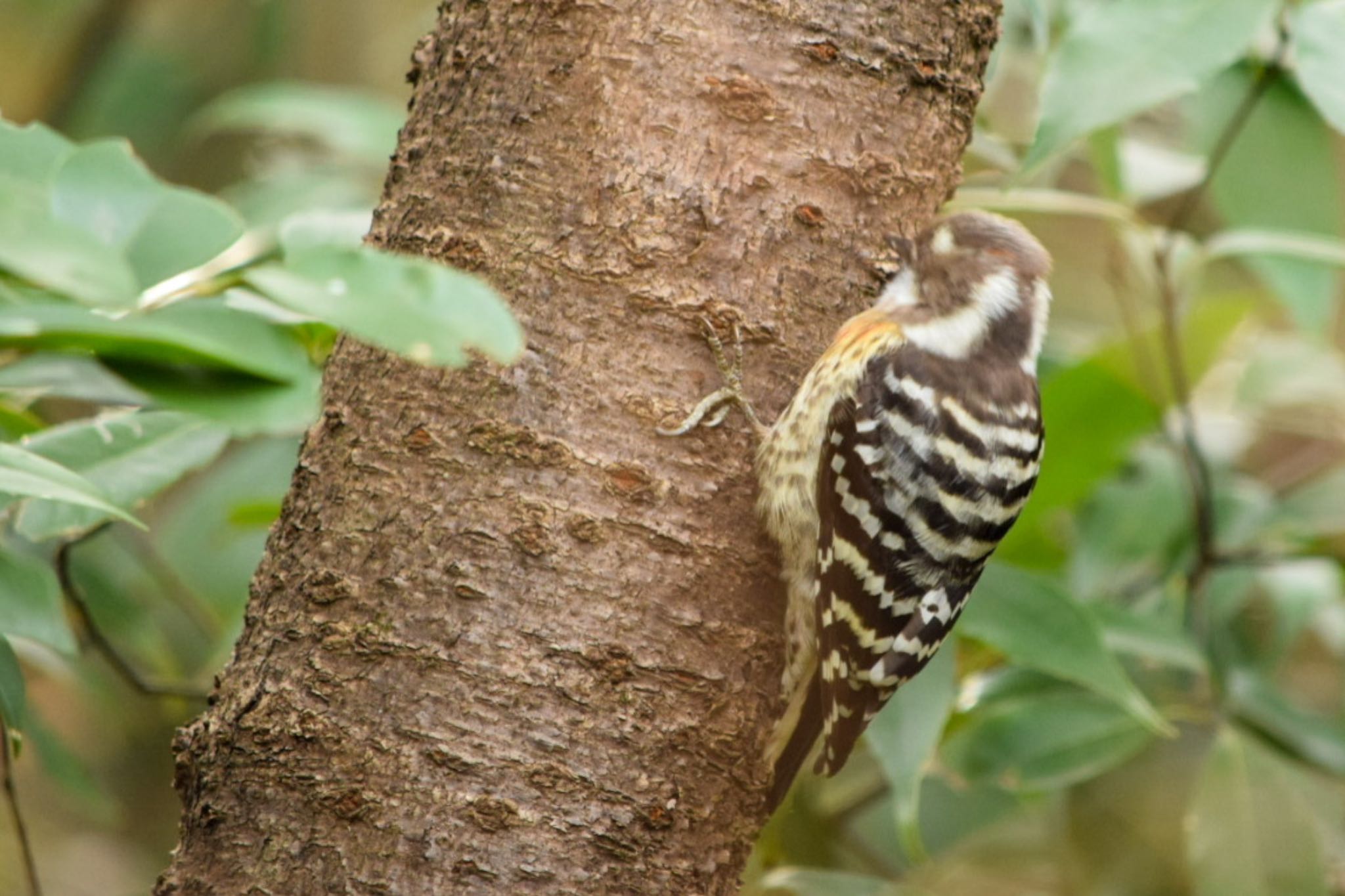 Photo of Japanese Pygmy Woodpecker at オオタカの森 by naturedrop