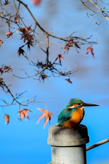 Tue, 12/29/2020 Birding report at 善福寺公園