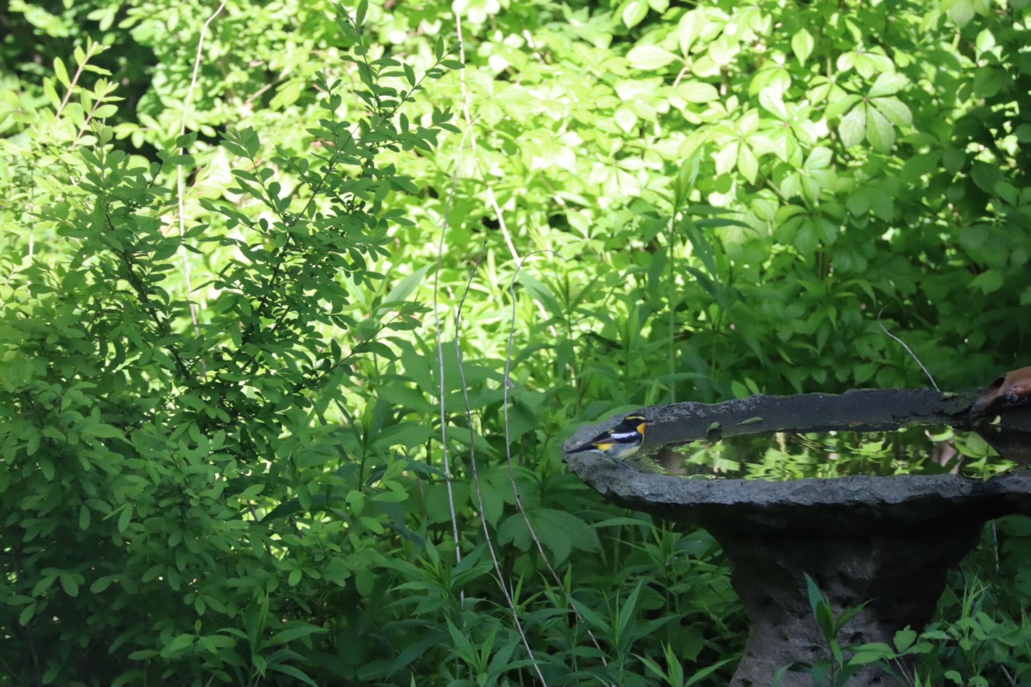 ウトナイ湖 キビタキの写真 by ちゃんぽん