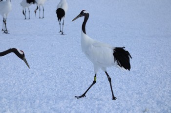 タンチョウ 鶴見台 2020年2月20日(木)