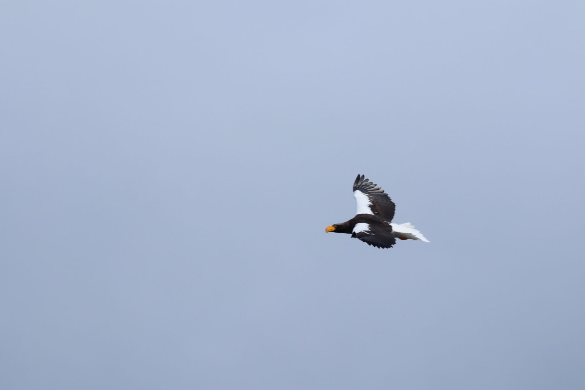 Photo of Steller's Sea Eagle at 羅臼ネイチャークルーズ by ちゃんぽん