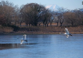 アメリカコハクチョウ 多々良沼 2021年1月1日(金)