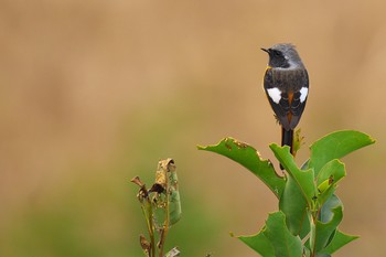 Daurian Redstart Osaka Nanko Bird Sanctuary Sun, 12/4/2016