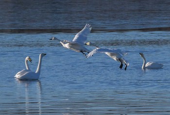 アメリカコハクチョウ 多々良沼 2021年1月1日(金)