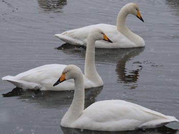 オオハクチョウ 大沼国立公園 2021年1月1日(金)