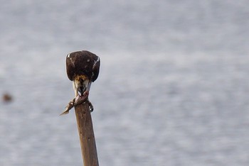 ミサゴ 大阪南港野鳥園 2016年12月4日(日)