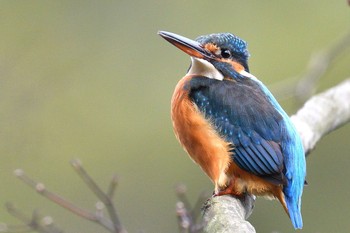 Common Kingfisher 栗林公園 Tue, 1/5/2021