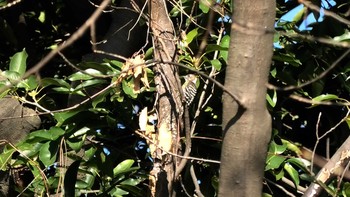 Japanese Pygmy Woodpecker 獅子ヶ谷市民の森 Sun, 12/6/2020