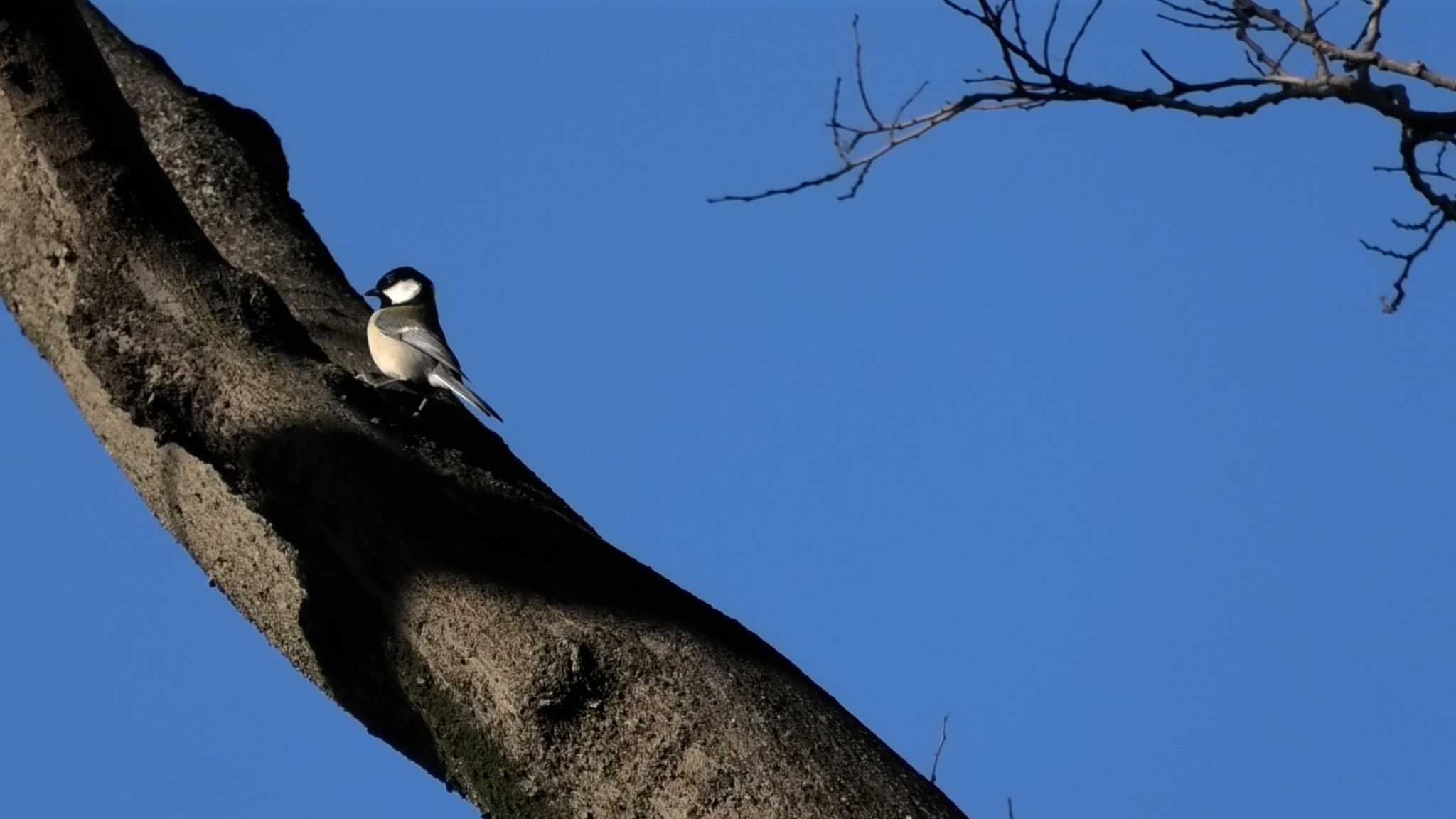 Photo of Japanese Tit at 獅子ヶ谷市民の森 by TA